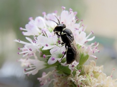 Hylaeus
