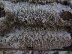 Phlebia rufa