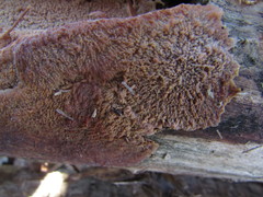 Phlebia rufa