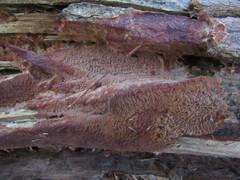 Phlebia rufa