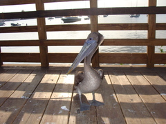 Pelecanus occidentalis