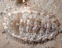 Mopalia acuta