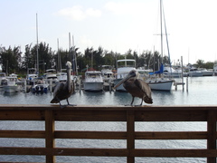 Pelecanus occidentalis