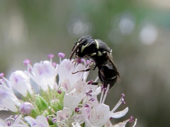 Hylaeus