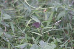 Mycalesis perseoides