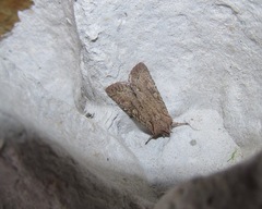 Ichneutica mutans