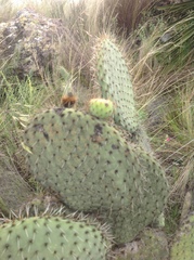 Opuntia huajuapensis