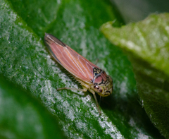 Bucephalogonia xanthophis