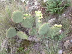 Opuntia huajuapensis