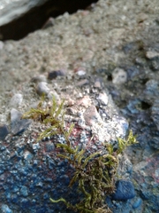 Rhynchostegium serrulatum