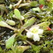 Glossostigma elatinoides - Photo (c) Dave,  זכויות יוצרים חלקיות (CC BY-NC), uploaded by Dave
