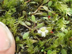 Glossostigma elatinoides
