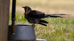 Anthochaera paradoxa