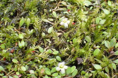 Glossostigma elatinoides