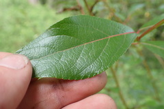 Populus yunnanensis