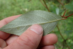 Populus yunnanensis