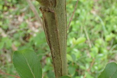 Populus yunnanensis