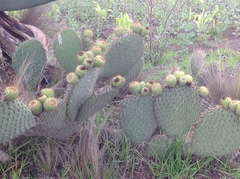 Opuntia huajuapensis