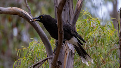 Strepera versicolor arguta