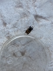 Copestylum fornax