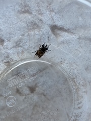 Copestylum fornax