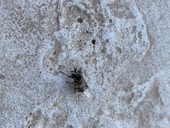 Copestylum fornax