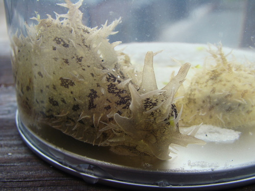 photo of Ragged Seahare (Bursatella leachii)