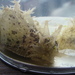 photo of Ragged Seahare (Bursatella leachii)
