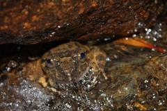 Limnonectes conspicillatus