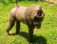 Mandrillus leucophaeus