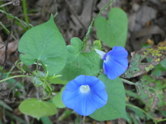 Ipomoea hederacea integriuscula