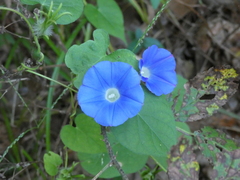Ipomoea hederacea integriuscula