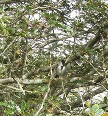 Sakesphoroides cristatus