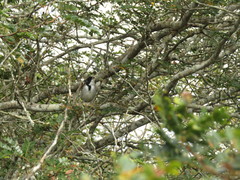 Sakesphoroides cristatus