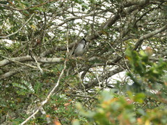 Sakesphoroides cristatus
