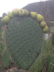 Opuntia huajuapensis
