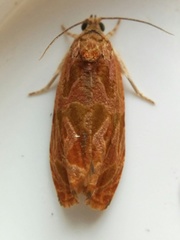 Olethreutes nitidana