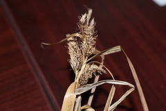 Carex frankii