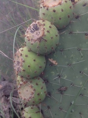 Opuntia huajuapensis
