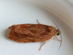 Olethreutes nitidana