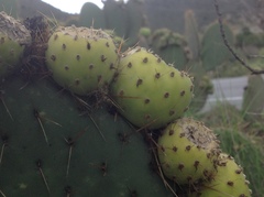 Opuntia huajuapensis