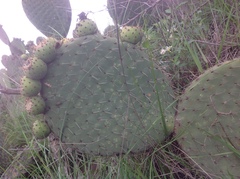 Opuntia huajuapensis