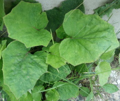 Tussilago farfara