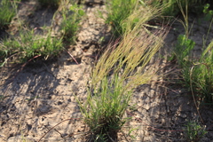 Scleropogon brevifolius