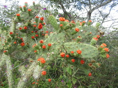 Tacinga palmadora