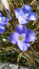Gentianopsis virgata