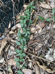 Psychotria serpens
