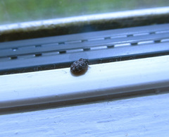 Anthrenocerus australis