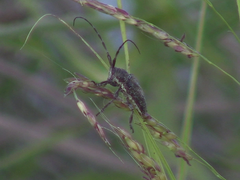 Neodillonia albisparsa