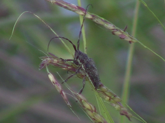 Neodillonia albisparsa
